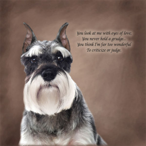 Miniature Schnauzer Poetic Portraits - Eyes of Love