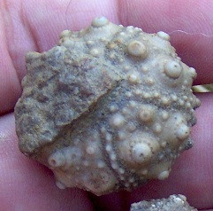 15 post options post reply quote echinoman report post thanks 0 quote ...