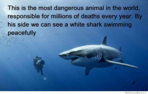 This is the most dangerous animal in the world…