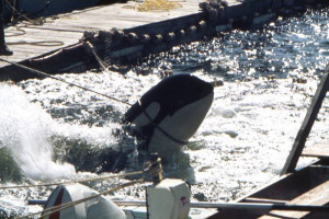 Not one orca at SeaWorld has ever died of old age or been released ...