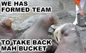 Mah Bukkit!- the walrus story