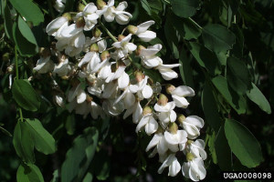 Robinia Black Locust Tree