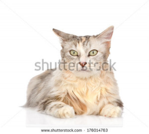 Stock Photo Portrait Of Orange Tabby Kitten Sitting Seven Weeks Old