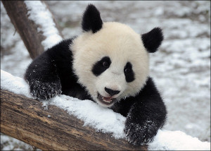 baby panda