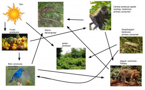 Spider Monkey Food Chain Web