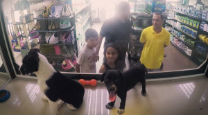 ... Its Animals With Shelter Animals. The Customer Reactions Say It All