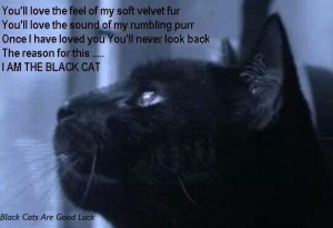 Black cat quotes