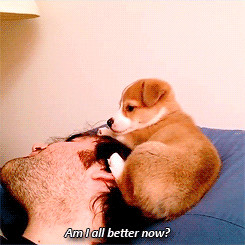 1k my gifs mine puppy corgi aww cinnamontoastken das so cute ...