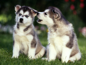 Cute Puppy Dogs