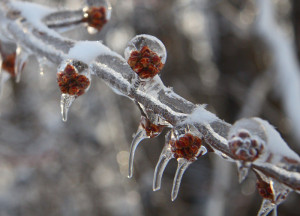 Hamlet Ophelia%27s Flowers . Play is Ophelia Flowers Quote of gertrude ...