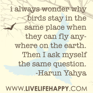 always wonder why birds stay in the same place when they can fly ...