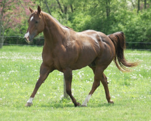 Quarter Horse Horses New York