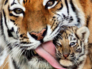 tijgers, moeder en baby wallpaper