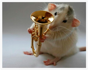 rats orchestra, funny rat pic, mouse images