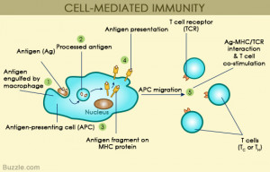 Cell Mediated and Humoral Immunity