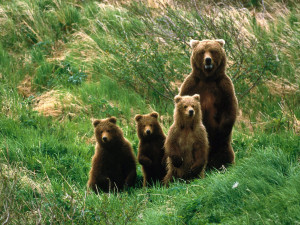 ... bears which populate north america the polar bear the brown bears and