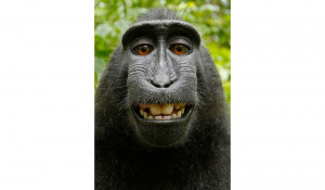 Wikimedia Says When a Monkey Takes a Selfie, No One Owns It