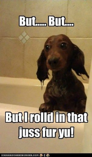 funny dachshund pictures with captions | … dachshund – Page 11 ...