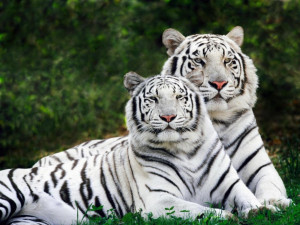 tigers and panther wallpaper and backgrounds for you tigers and ...