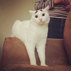 Meet Sam, the cat with eyebrows. Yes, those eyebrows are real and Sam ...
