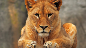 Lioness wallpaper 1366x768