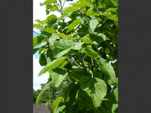 Catalpa Bignonioides Indian Bean Tree Leaves 07 09 1jpg picture