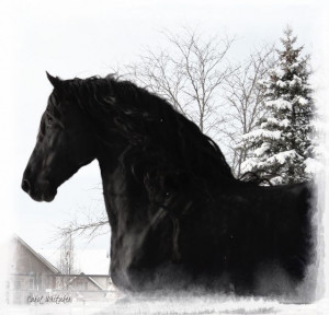 Royal Grove Stables Blog: STER FRIESIAN STALLION AT STUD