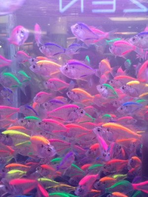 colours, fish, glow