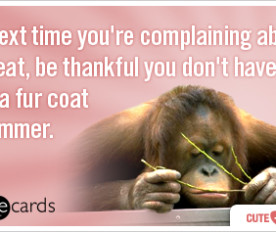 summer-heat-fur-complain-cute-therapy-ecards-someecards