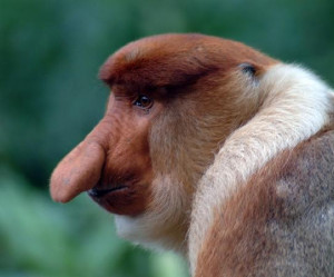 Labuk Bay Proboscis Monkey Sanctuary Photo: The Big Nose of Borneo