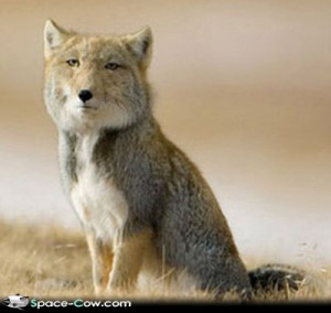... fox picture funny animals funny pictures poker face poker face fox