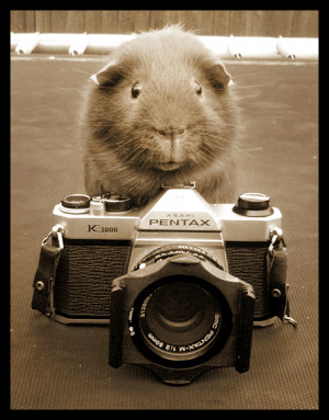Guinea pig and photo camera