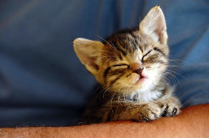 Soft kitty, warm kitty, little ball of fur, happy kitty, sleepy kitty ...