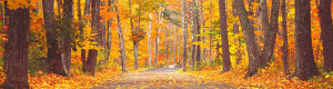 Woods Fall Foliage