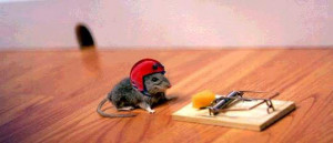 Funny mouse pictures, funny mouse, funny mice pictures, funny mouse ...
