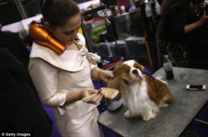 Price of beauty: Teddy, a Cavalier King Charles Spaniel, is brushed ...