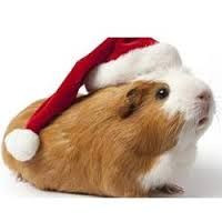 guinea pig funny quotes christmas - Google Search More