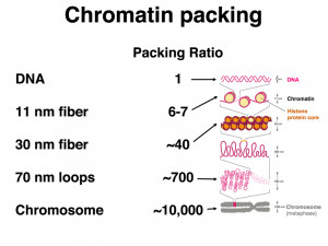 Chromatin Packing in a Eukaryotic Chromosome