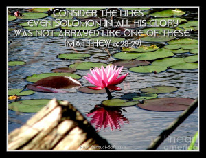 Pink Waterlily With Bible Quote From Matthew 6 Photograph