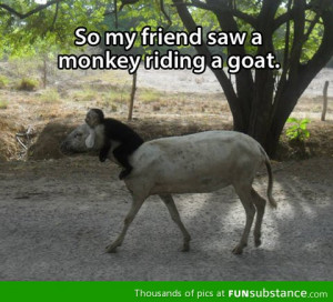 funny goat photo awesome humor text monkey a quotes riding