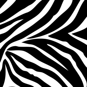 and white zebra print wall border wallpaper border wallpaper