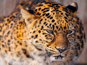 Nickname – Dangerous Tiger HD Wallpaper Resolotion – 1,600px ...