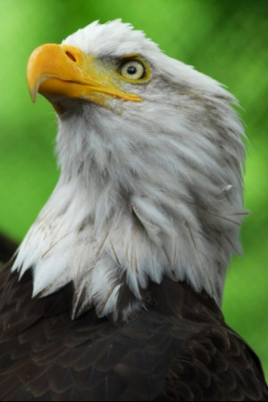 Bald Eagle Wildlife Iphone
