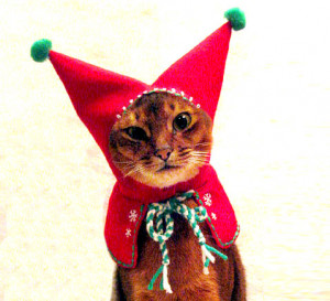 cat-elf-hood-christmas-costume.jpg#cats%20at%20christmas%20479x437