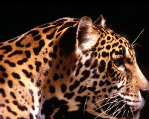 You are viewing a Wild Cats Wallpaper
