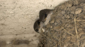 Juvenile house martins in nest