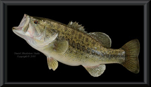 State Record Largemouth Bass picture