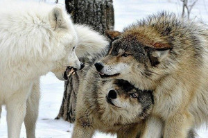 ... wolf wolves fight fighting courage winter snow protection white wolf