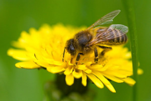 Quotes About Bees And Flowers http://www.quick-good-fortune.com/Honey ...