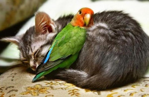 Obviously Photoshopped, cats and birds cannot get along.